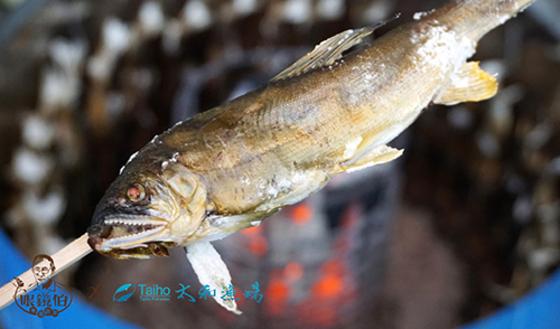 眼鏡伯宜蘭養殖抱卵母香魚